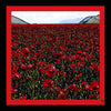 Ladies scarf with a field of red poppies
